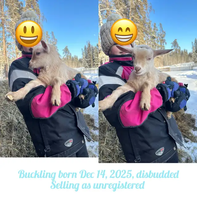 Nigerian Dwarf Goats - Photo 8