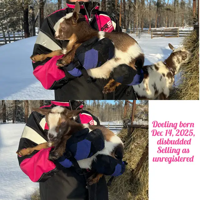 Nigerian Dwarf Goats - Photo 9