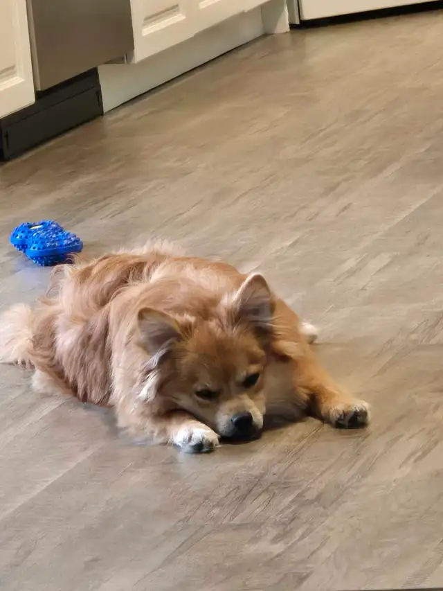 Puppy pompski - Photo 2