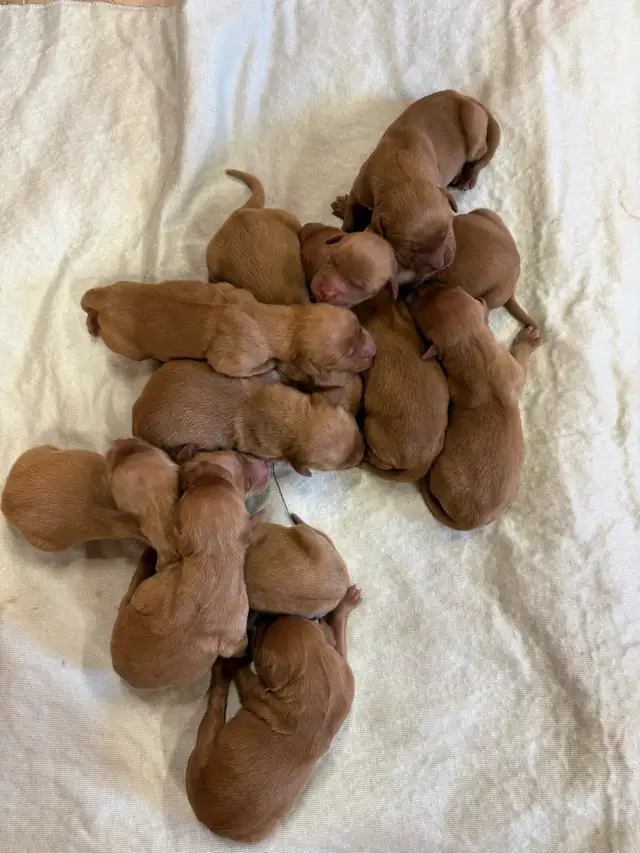 golden retriever - Photo 2