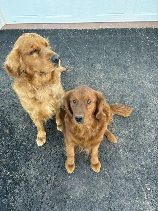 golden retriever - Photo 3