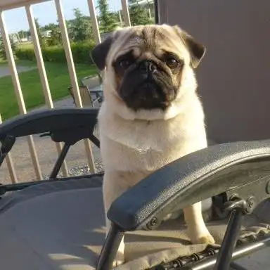 PUG: HERCULES PET THERAPY