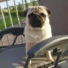 PUG: HERCULES PET THERAPY