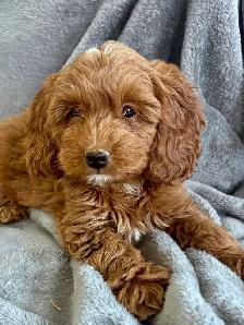 CHIOTS MINI COCKAPOOS PUPPIES