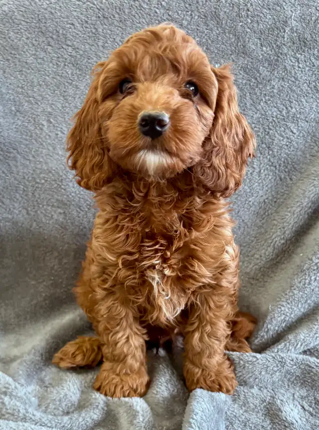 CHIOTS MINI COCKAPOOS PUPPIES - Photo 2