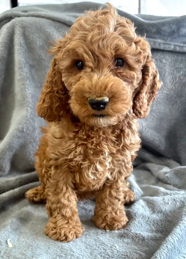 CHIOTS MINI COCKAPOOS PUPPIES - Photo 3