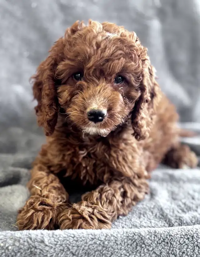 CHIOTS MINI COCKAPOOS PUPPIES - Photo 4