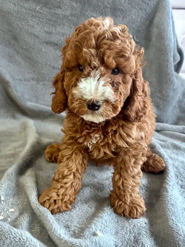 CHIOTS MINI COCKAPOOS PUPPIES - Photo 5
