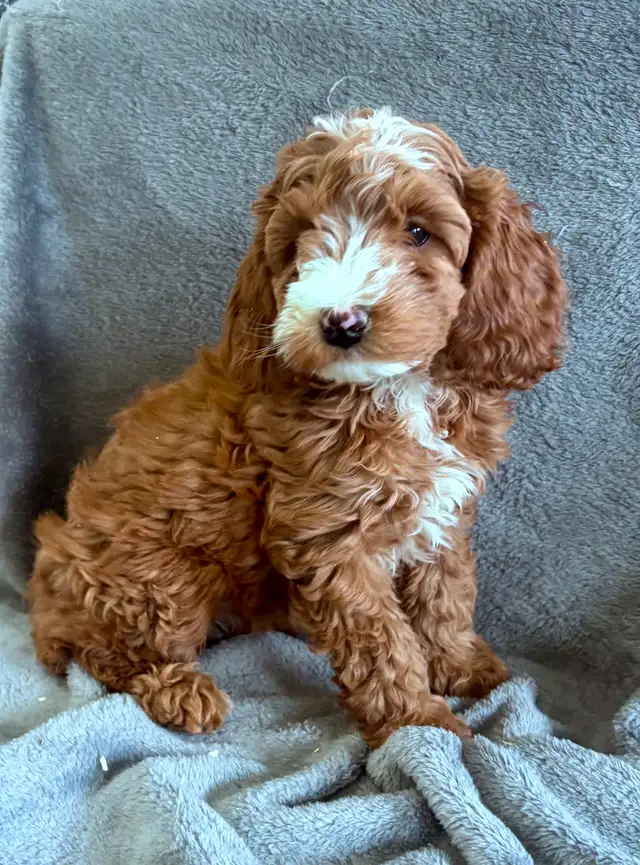 CHIOTS MINI COCKAPOOS PUPPIES - Photo 6