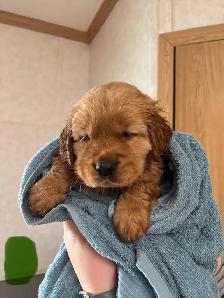 Golden Retrievers - Photo 2