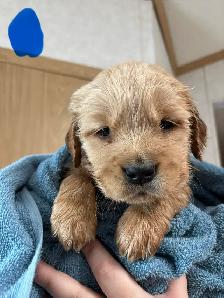 Golden Retrievers - Photo 3