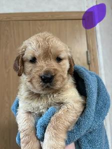 Golden Retrievers - Photo 4