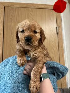 Golden Retrievers - Photo 5