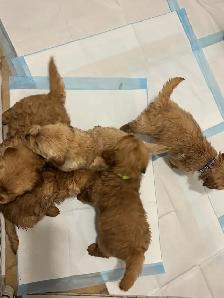 Golden Retrievers - Photo 6