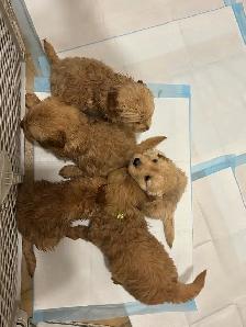 Golden Retrievers - Photo 7