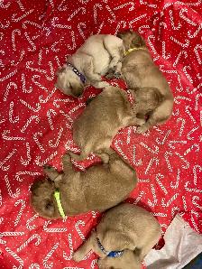 Golden Retrievers - Photo 8