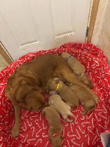 Golden Retrievers - Photo 9