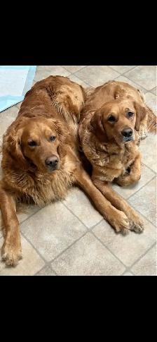 Golden Retrievers - Photo 10