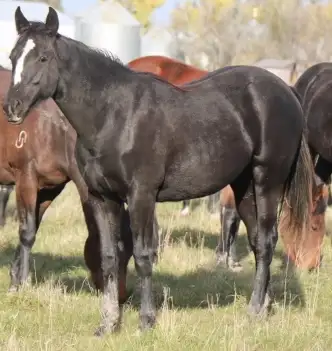 Barrel prospect, Proven performance. Proven! speed. - Photo 3