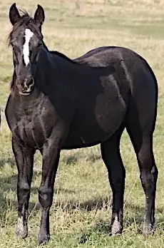 Barrel prospect, Proven performance. Proven! speed. - Photo 4