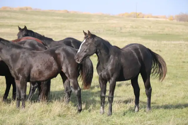 Barrel prospect, Proven performance. Proven! speed. - Photo 5