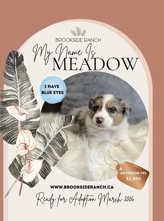 Australian Shepherd Pups Available for Adoption
