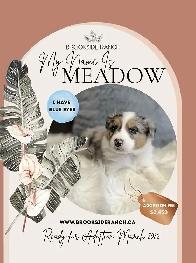 Australian Shepherd Pups Available for Adoption