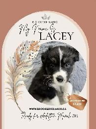 Australian Shepherd Pups Available for Adoption - Photo 2