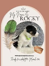 Australian Shepherd Pups Available for Adoption - Photo 3