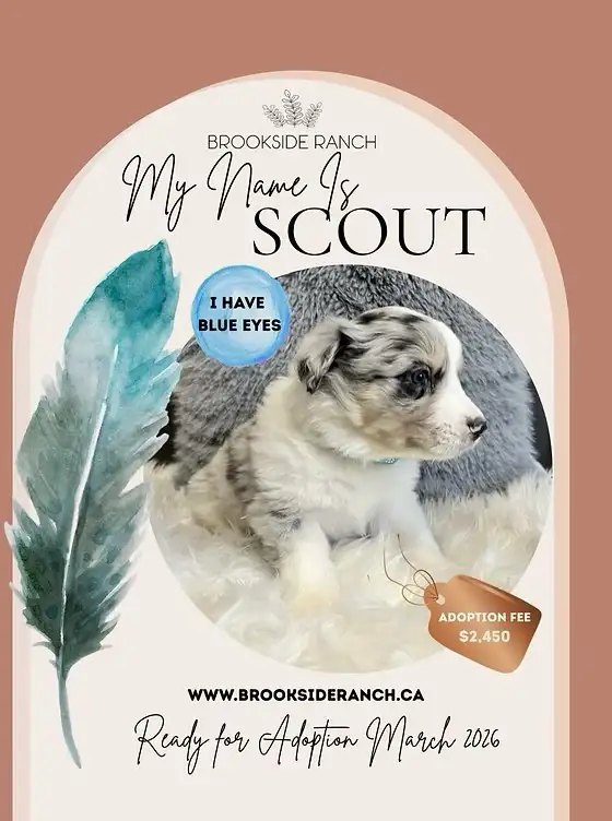Australian Shepherd Pups Available for Adoption - Photo 4