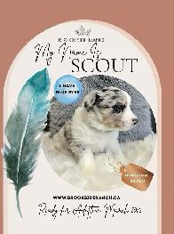 Australian Shepherd Pups Available for Adoption - Photo 4