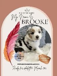 Australian Shepherd Pups Available for Adoption - Photo 5