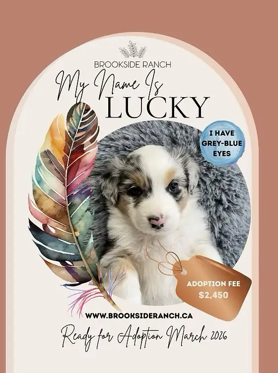 Australian Shepherd Pups Available for Adoption - Photo 6