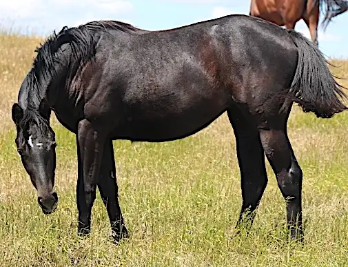 5 AQHA Event Champion , WESTERN DOC. both ends pedigree.
