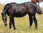 5 AQHA Event Champion , WESTERN DOC. both ends pedigree.