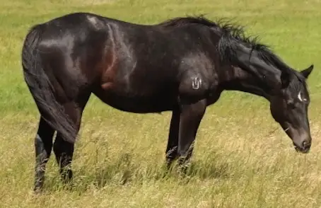 5 AQHA Event Champion , WESTERN DOC. both ends pedigree. - Photo 2