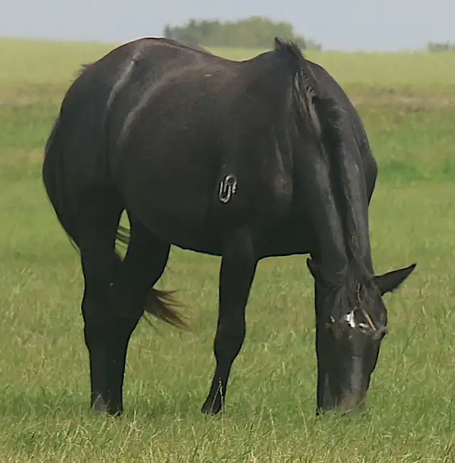 5 AQHA Event Champion , WESTERN DOC. both ends pedigree. - Photo 3
