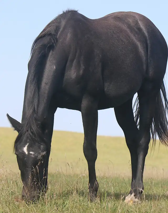 5 AQHA Event Champion , WESTERN DOC. both ends pedigree. - Photo 4