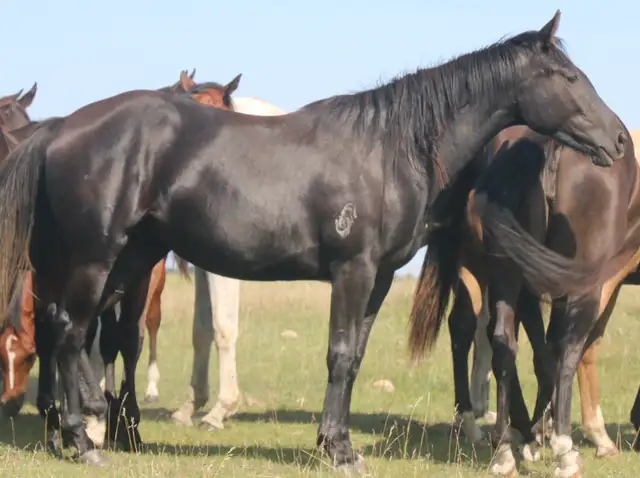 5 AQHA Event Champion , WESTERN DOC. both ends pedigree. - Photo 5