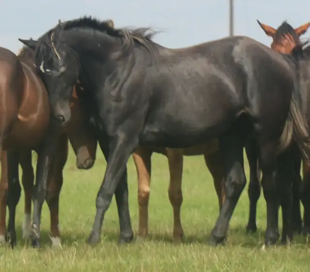 5 AQHA Event Champion , WESTERN DOC. both ends pedigree. - Photo 7