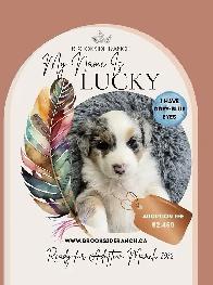 Beautiful Australian Shepherds Ready for Adoption