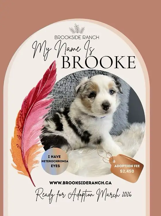 Beautiful Australian Shepherds Ready for Adoption - Photo 2