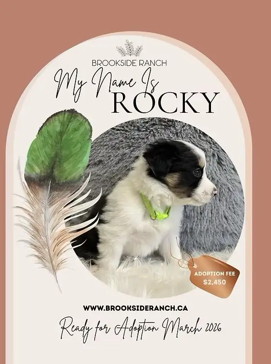 Beautiful Australian Shepherds Ready for Adoption - Photo 4