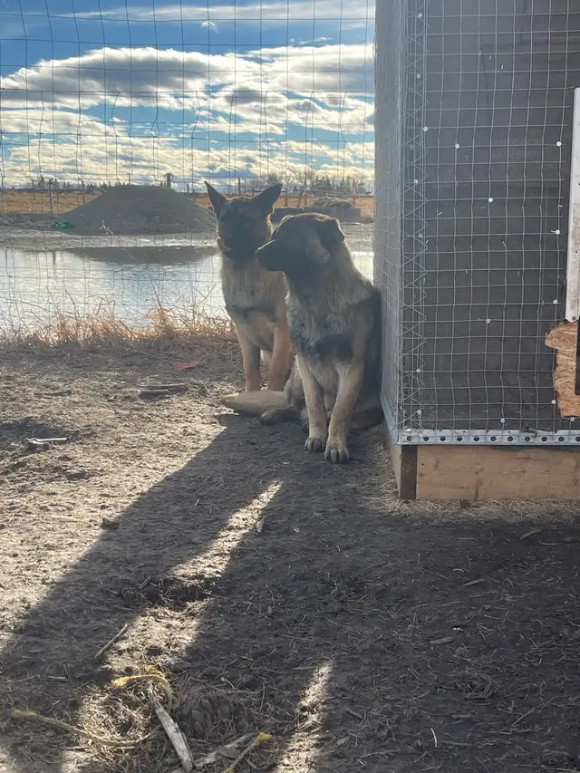 dogs for sale - Photo 2