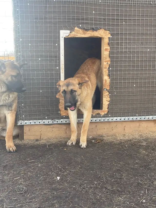 dogs for sale - Photo 3