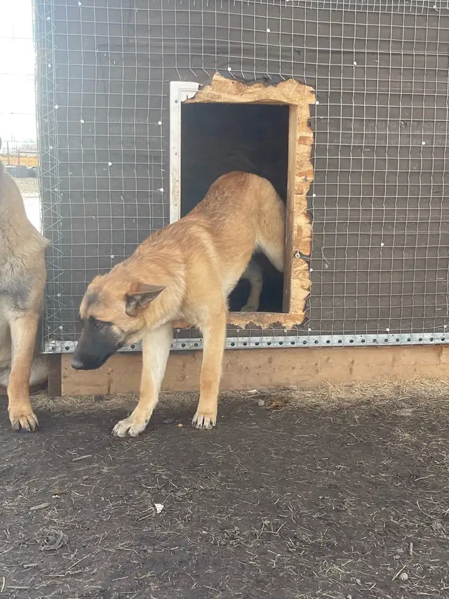 dogs for sale - Photo 4