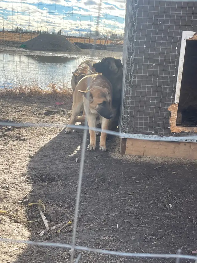 dogs for sale - Photo 5