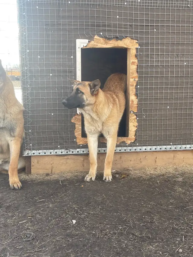 dogs for sale - Photo 6