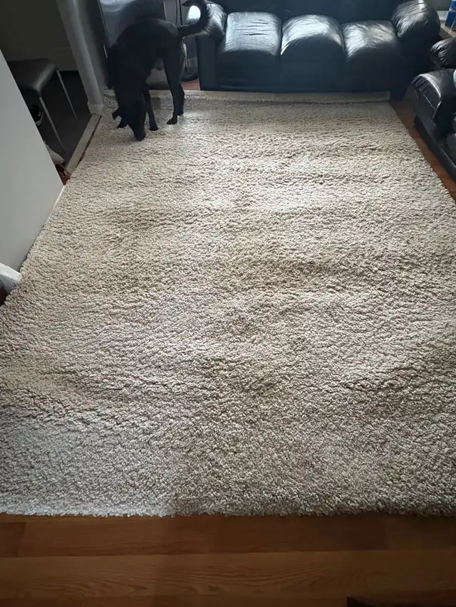 Free Area Rug