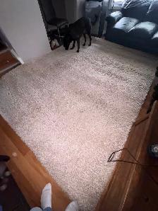 Free Area Rug - Photo 2